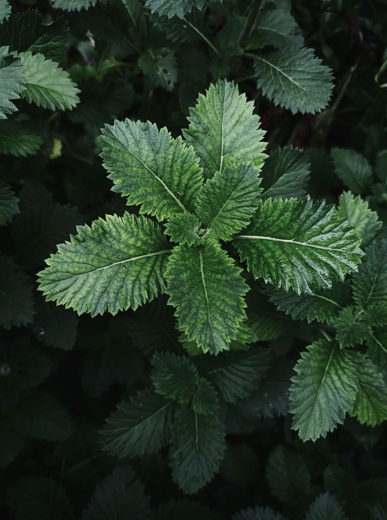 Patchouli-Laub von oben